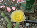 Opuntia fragilis